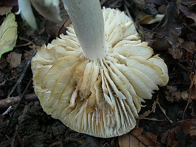 Hygrocybe  fornicata  (Fr.)   Singer